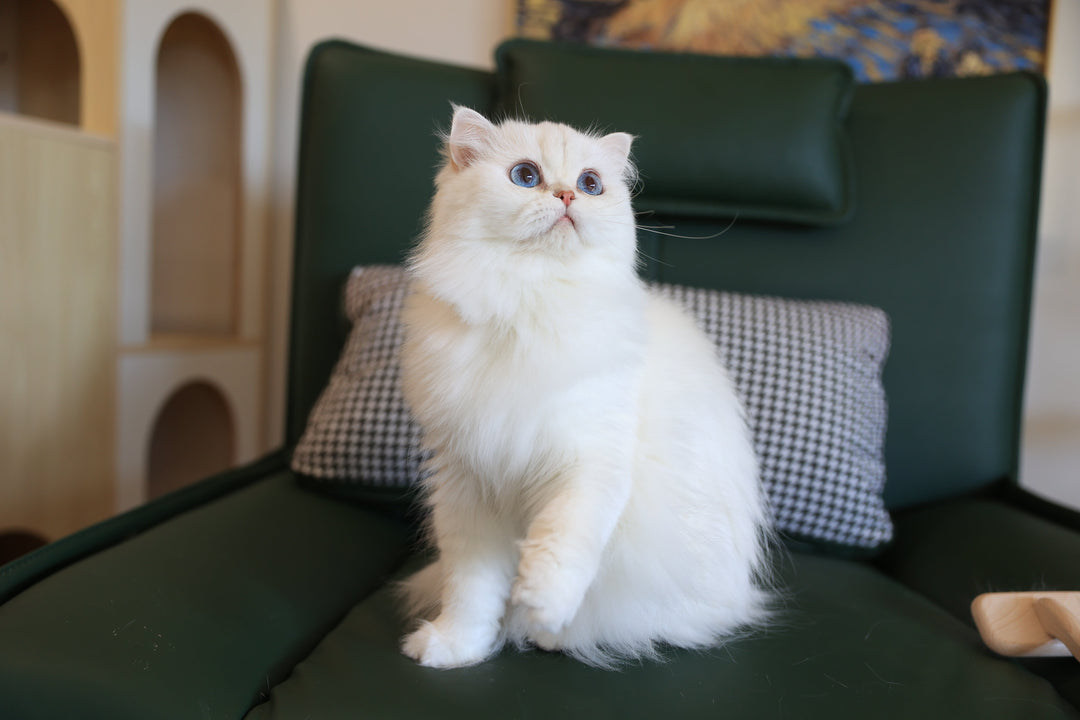 Golden and silver British Shorthair kitten price guide for Australian buyers