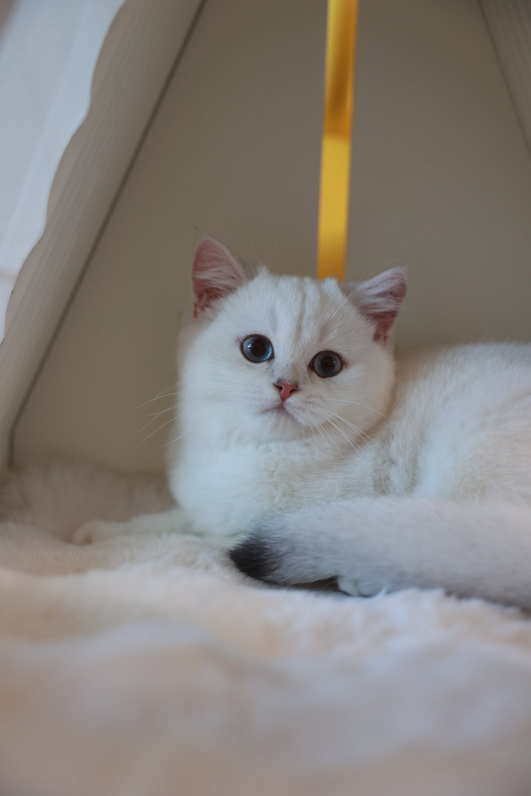 Registered British Shorthair breeder in Melbourne with a golden kitten