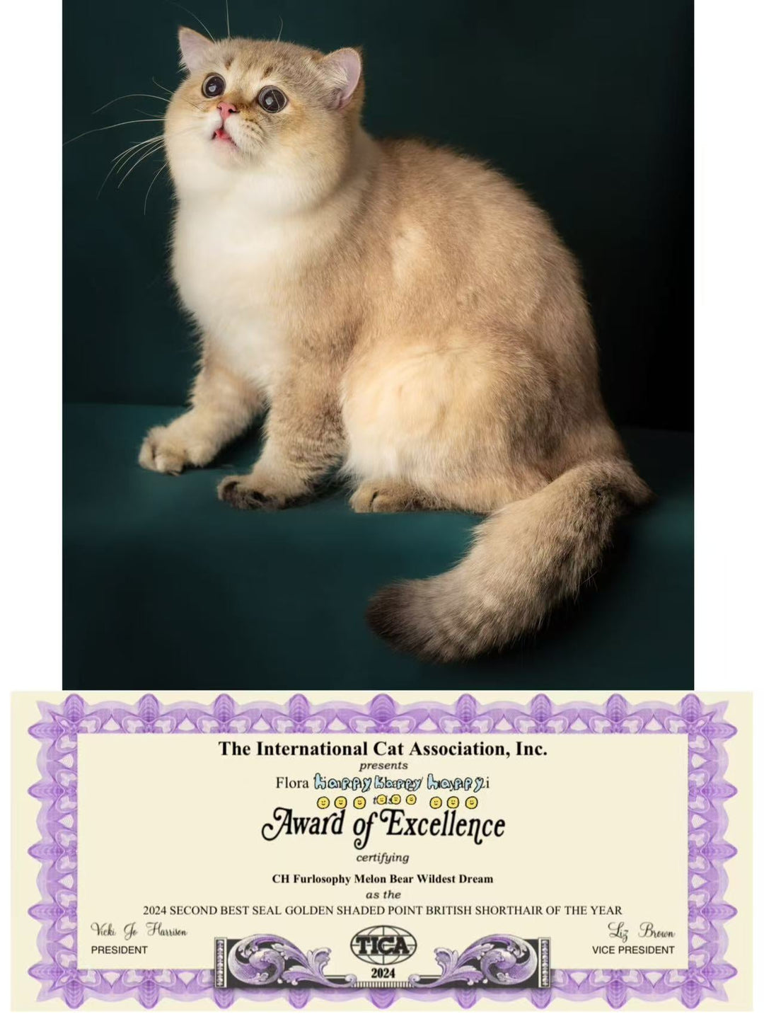 Golden British Shorthair illustrating golden and silver coat colour genetics