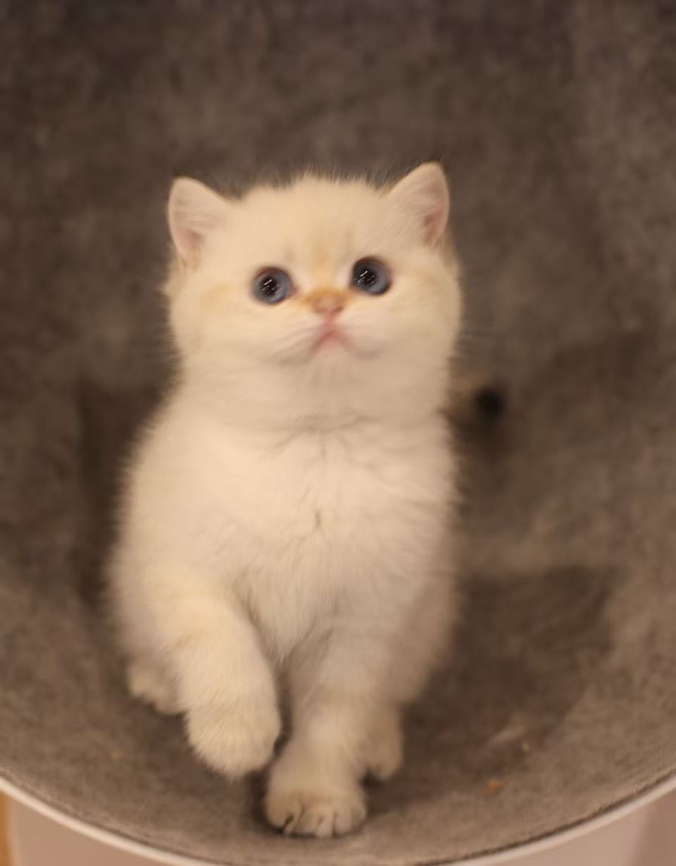 British Shorthair Kittens in Loving Homes | Silva Nix guide