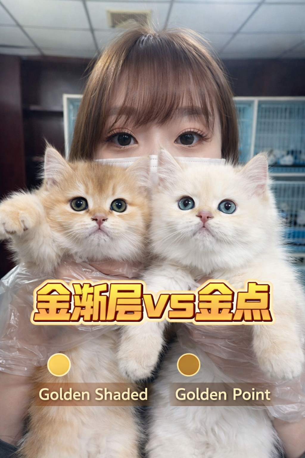 Golden & Silver Shaded vs Golden & Silver Point British Shorthair