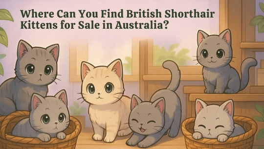 Where Can You Find British Shorthair Kittens for Sale in Australia?