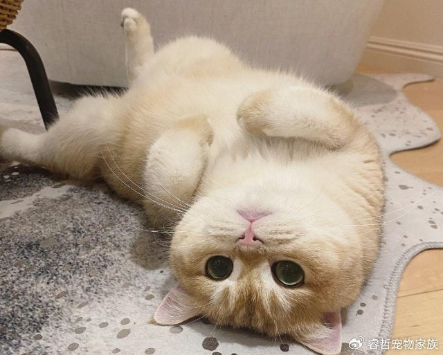 Why British Shorthair Cats Are So Popular in Australia guide