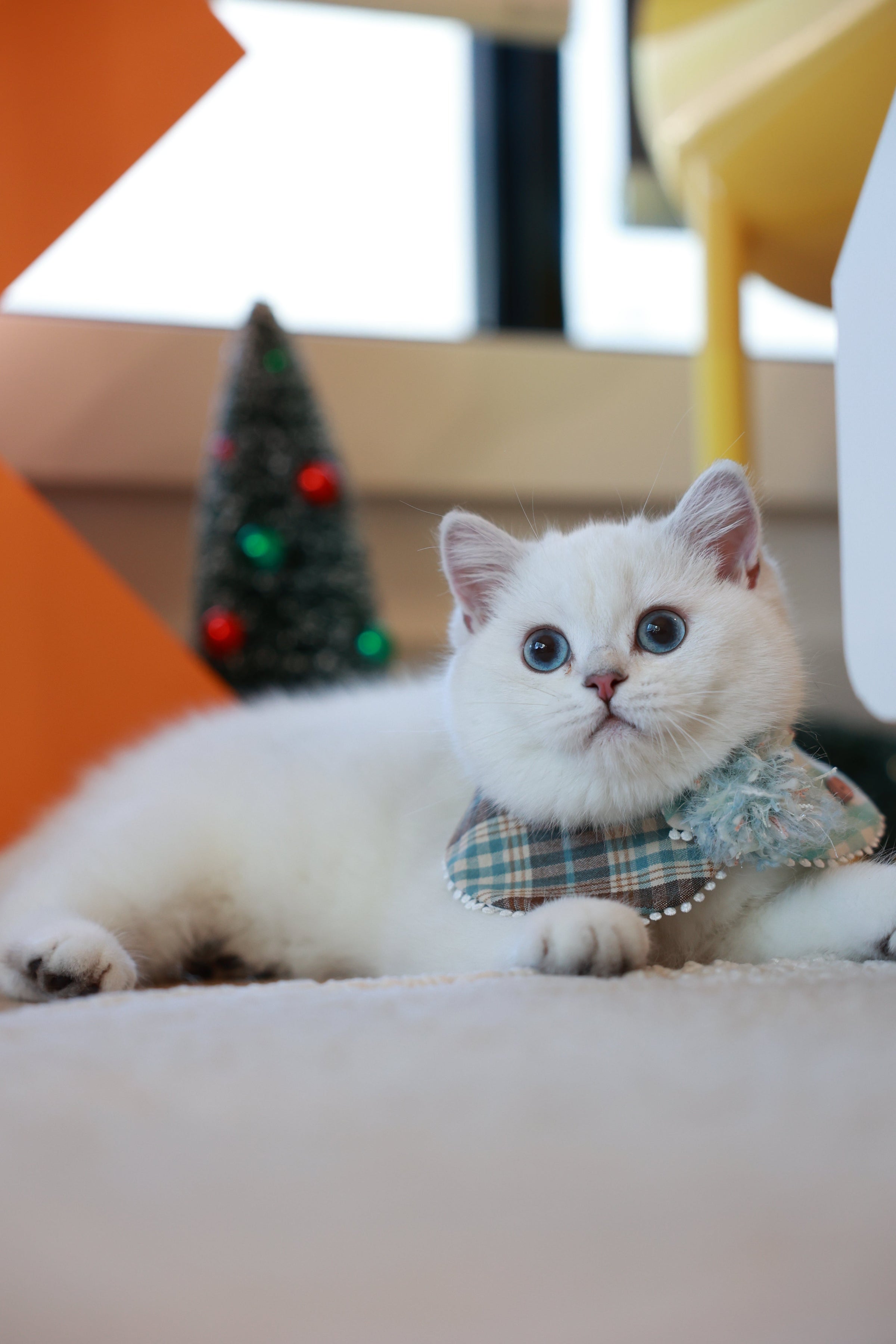 Reserve a Kitten