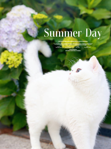 Buy a British Shorthair Cat or Kitten in Australia